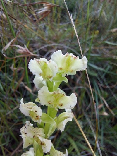 Pterygodium hastatum, photographed by Manuel R Popp