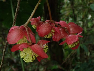 Begonia pululahuana, photographed by Nolan Exe
