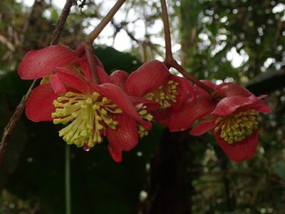 Begonia pululahuana, photographed by Nolan Exe