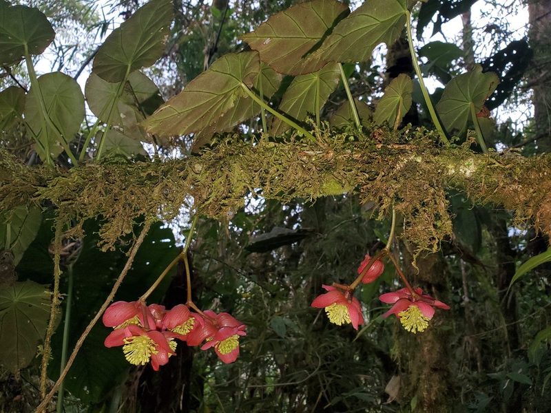 Begonia pululahuana, photographed by Nolan Exe