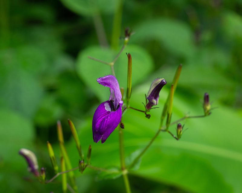 Brillantaisia lamium, photographed by Denis Zabin