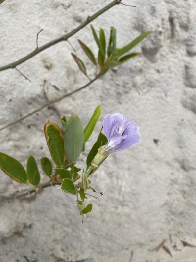 Clitoria laurifolia, photographed by Tim Hirsch