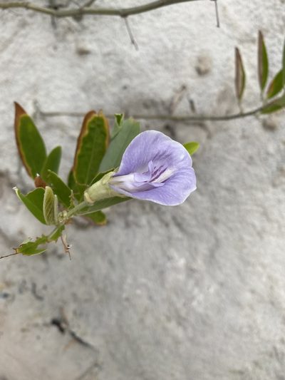 Clitoria laurifolia, photographed by Tim Hirsch