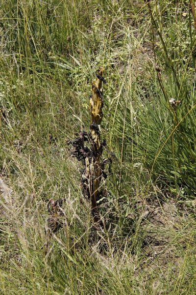 Harveya speciosa, photographed by Tony Rebelo