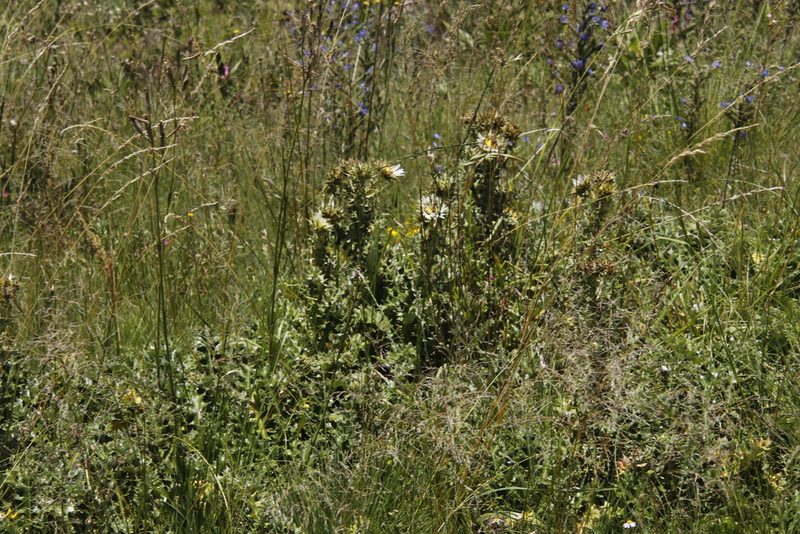 Berkheya cirsiifolia, photographed by Tony Rebelo