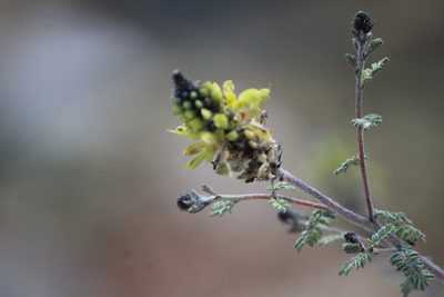 Dalea lutea, photographed by José Belem Hernández Díaz