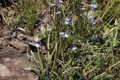 Lobelia flaccida, photographed by Tony Rebelo