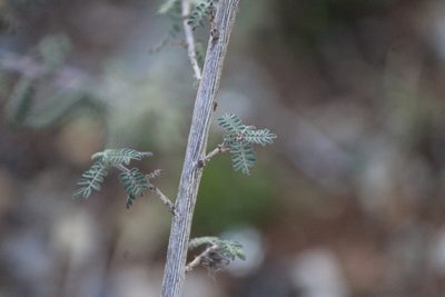 Dalea lutea, photographed by José Belem Hernández Díaz