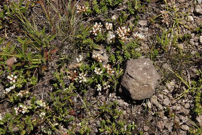 Crassula dependens, photographed by Tony Rebelo