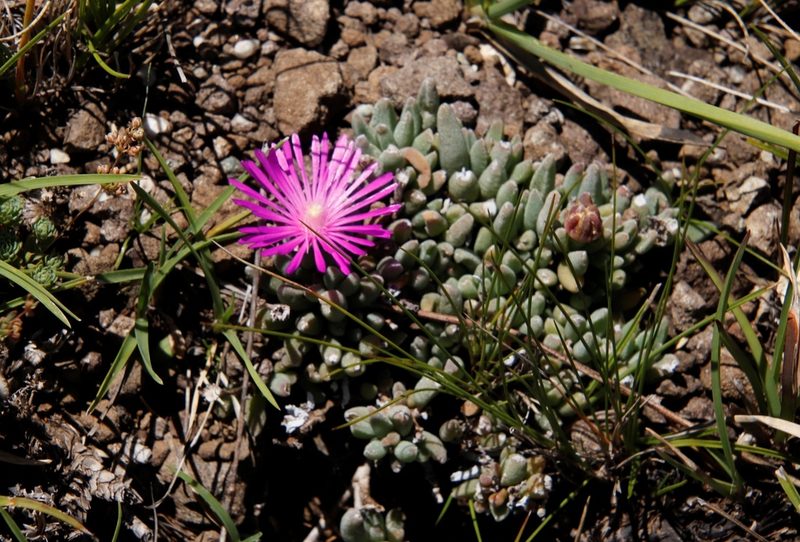 Delosperma basuticum, photographed by Tony Rebelo