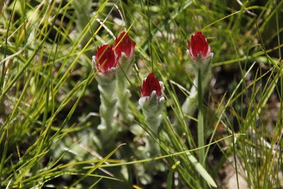 Helichrysum adenocarpum, photographed by Tony Rebelo
