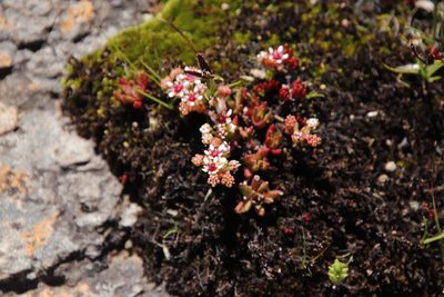 Crassula peploides, photographed by Tony Rebelo