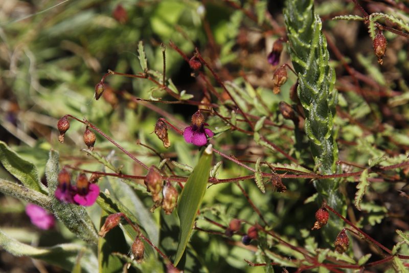 Hermannia coccocarpa, photographed by Tony Rebelo