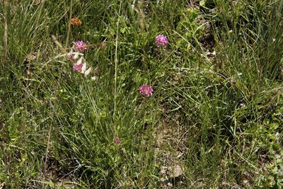Trifolium burchellianum, photographed by Tony Rebelo