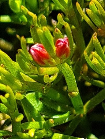 Myriophyllum pedunculatum, photographed by gnapp