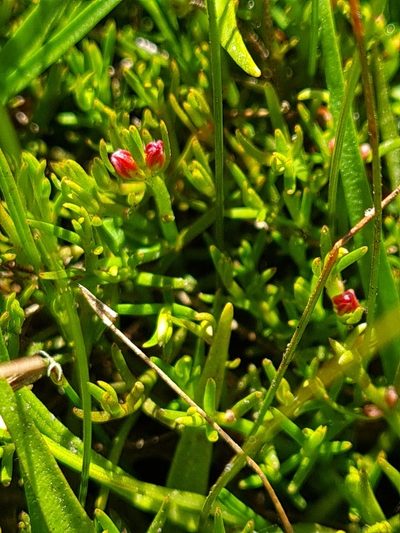 Myriophyllum pedunculatum, photographed by gnapp