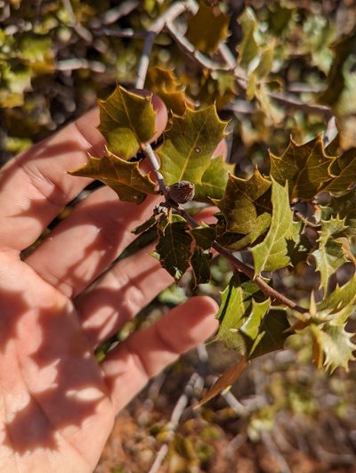 Quercus palmeri, photographed by Alexandre Passos