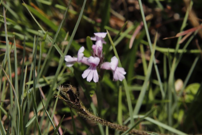 Striga bilabiata, photographed by Tony Rebelo
