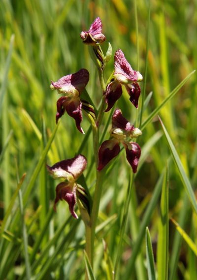 Disperis stenoplectron, photographed by Tony Rebelo