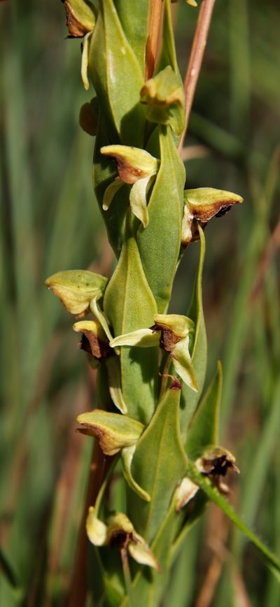 Habenaria laevigata, photographed by Tony Rebelo