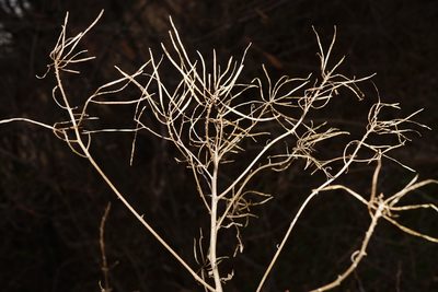 Sisymbrium strictissimum, photographed by Patrick Hacker