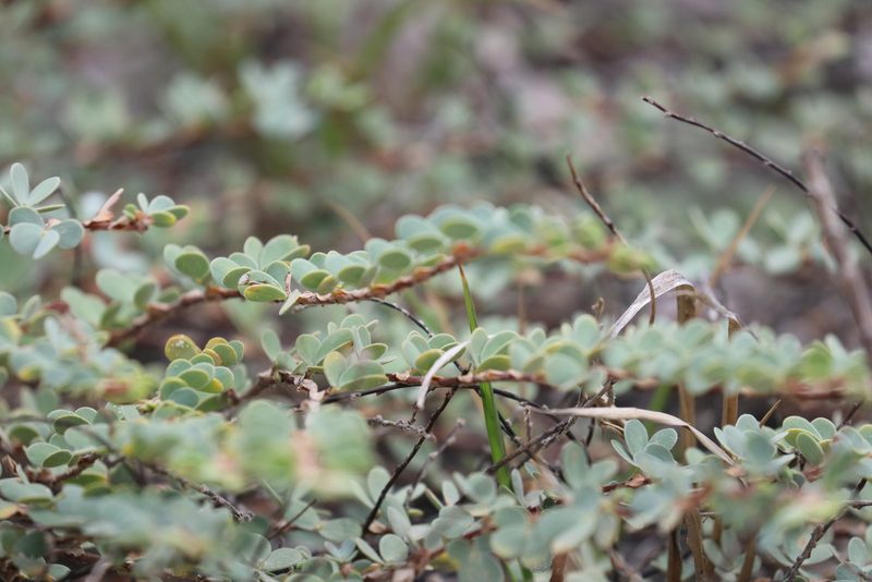 Chamaecrista ramosa, photographed by Tim Hirsch
