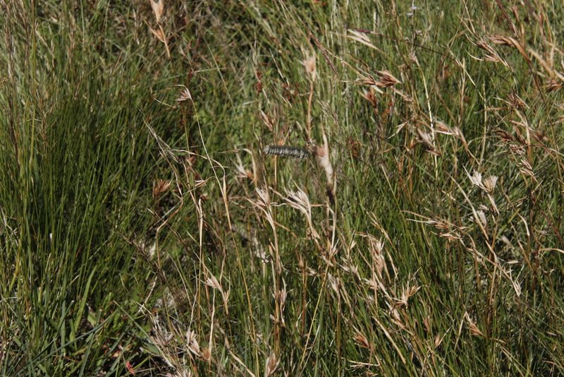 Harpochloa falx, photographed by Tony Rebelo
