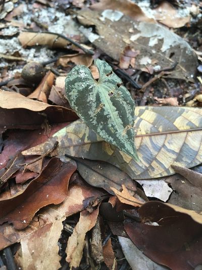 Dioscorea dodecaneura, photographed by rebecca bachman