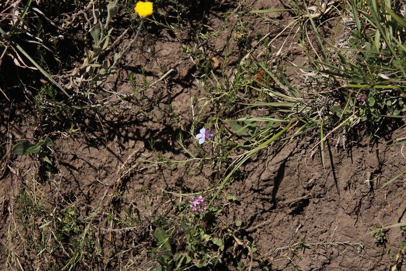 Monopsis decipiens, photographed by Tony Rebelo