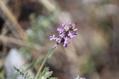 Astragalus hypoleucus, photographed by José Belem Hernández Díaz