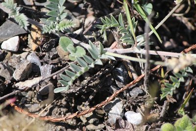 Astragalus hypoleucus, photographed by José Belem Hernández Díaz