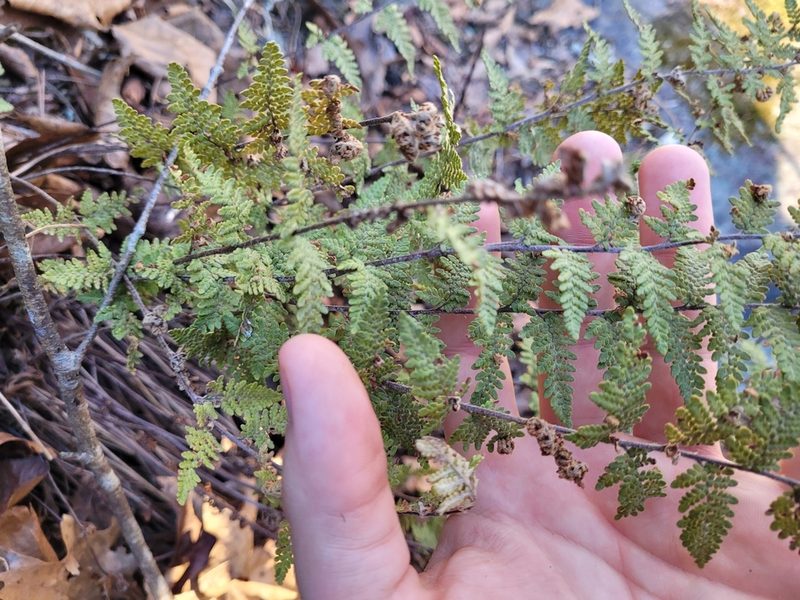 Myriopteris tomentosa, photographed by Daniel Washburn