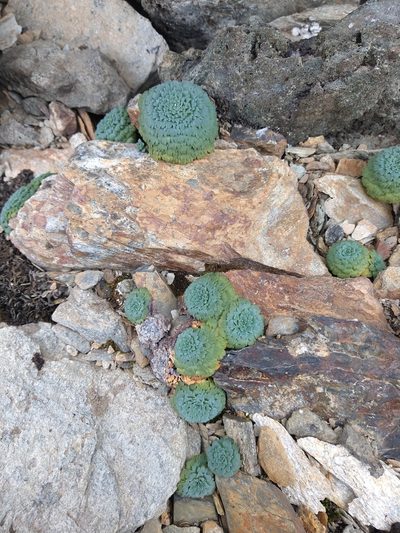 Moschopsis rosulata, photographed by Pablo