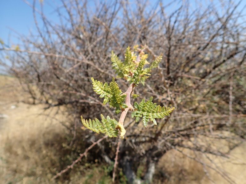 Bursera bipinnata, photographed by Scott Yarger