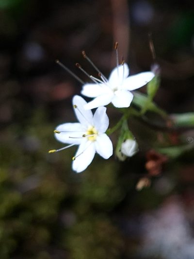 Myosotis brockiei, photographed by gnapp