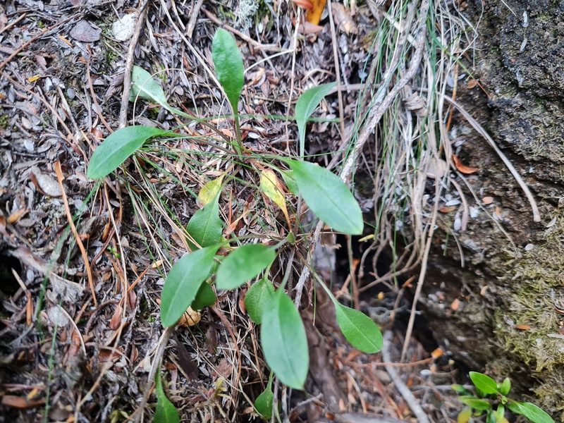 Myosotis brockiei, photographed by gnapp