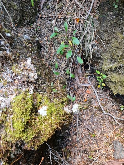 Myosotis brockiei, photographed by gnapp