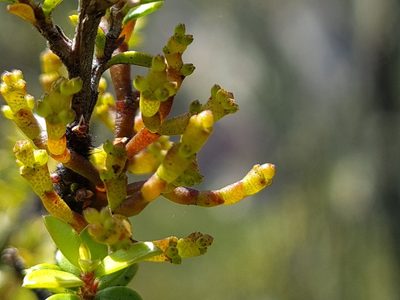 Korthalsella salicornioides, photographed by gnapp