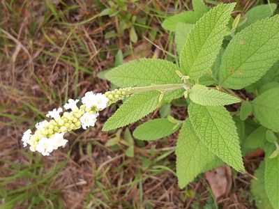 Varronia curassavica, photographed by Diego Dos Anjos Souza