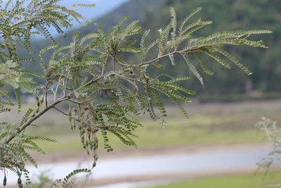 Sophora cassioides, photographed by Cesar Ormazabal