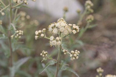 Baccharis racemosa, photographed by Cesar Ormazabal