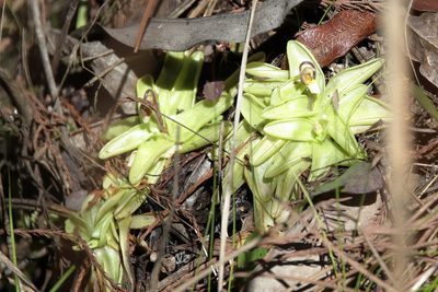 Pinguicula primuliflora, photographed by Lauren McLaurin