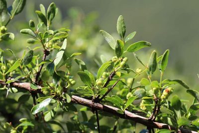 Discaria chacaye, photographed by Cesar Ormazabal