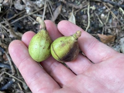 Didymocheton spectabilis, photographed by Danielle