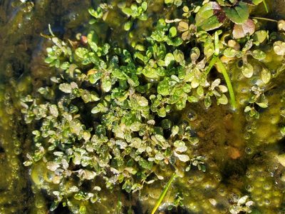 Montia fontana, photographed by J Straka