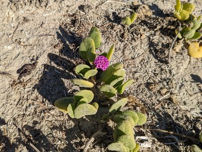 Abronia maritima, photographed by Tom and T Herman