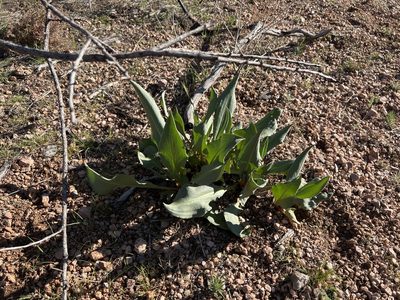 Rumex hymenosepalus, photographed by Ian McFaul