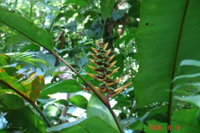 Heliconia librata, photographed by Alec McClay