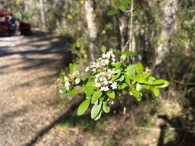 Viburnum obovatum, photographed by Darren Oh
