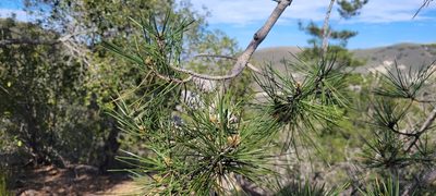 Pinus muricata, photographed by Amthinkia